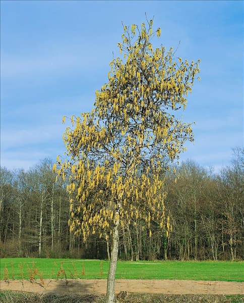 Alnus cordata
