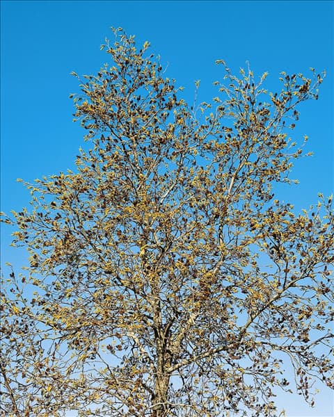 Alnus cordata