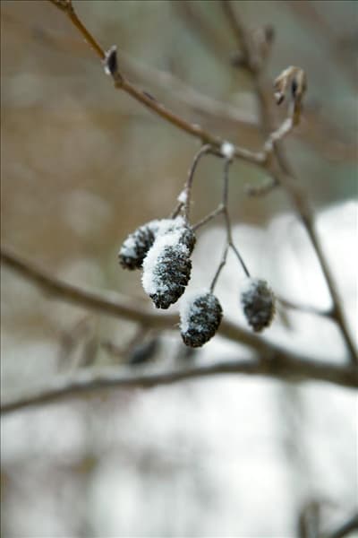 Alnus cordata mit Schnee bedeckt