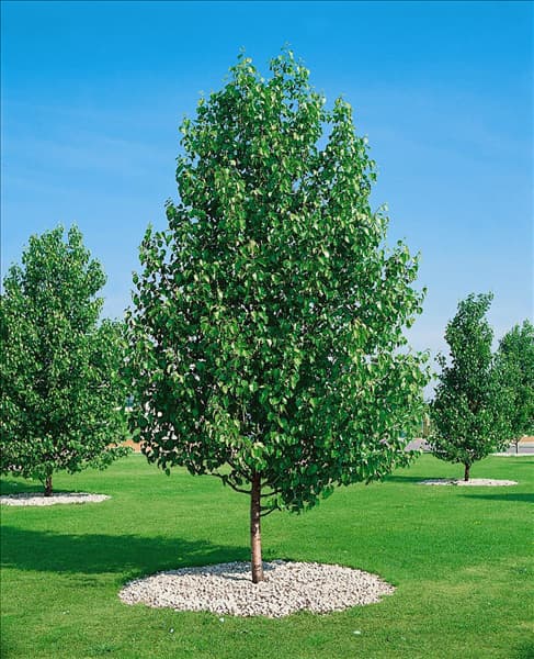 Alnus cordata