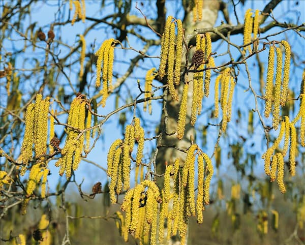 Alnus cordata