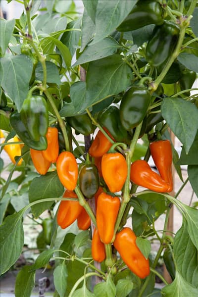 Capsicum Snackbites Mischung F1 Hybrid