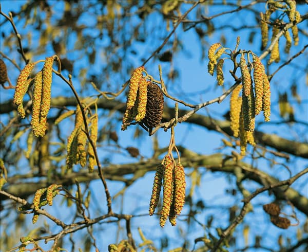 Alnus cordata