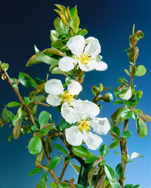Chaenomeles x superba Jet Trail
