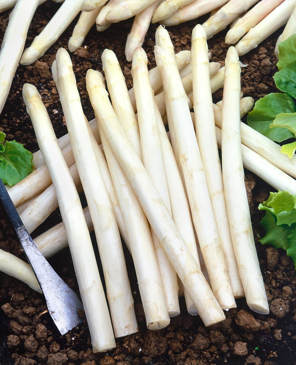 Spargel / Asparagus officinalis Gijnlim