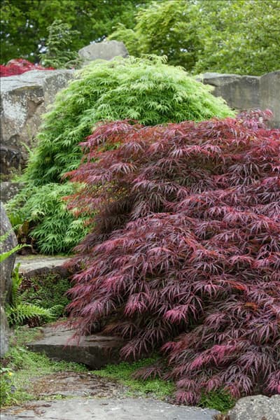 Acer palmatum