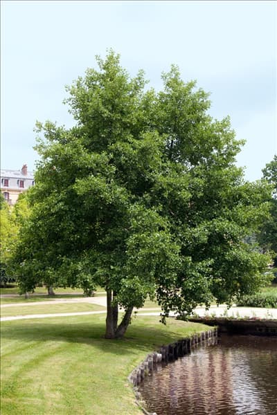 Alnus glutinosa