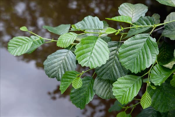 Alnus glutinosa
