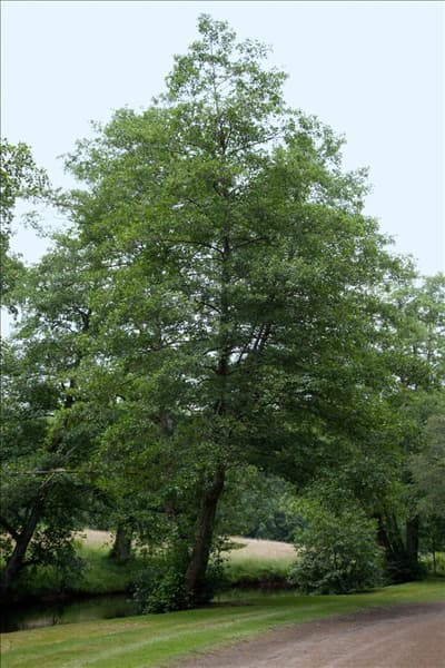 Alnus glutinosa