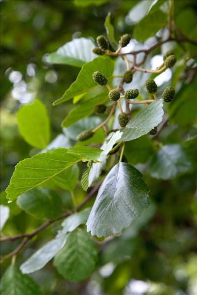 Alnus glutinosa