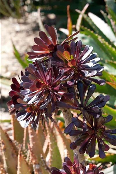 Aeonium arboreum