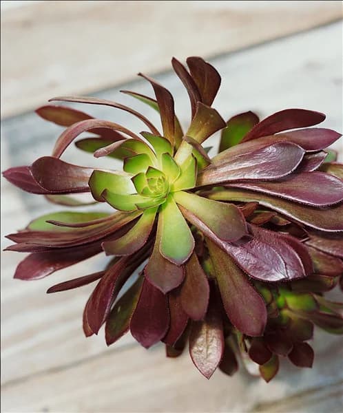 Aeonium arboreum var. atropurpureum