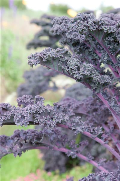 Brassica oleracea var. sabellica