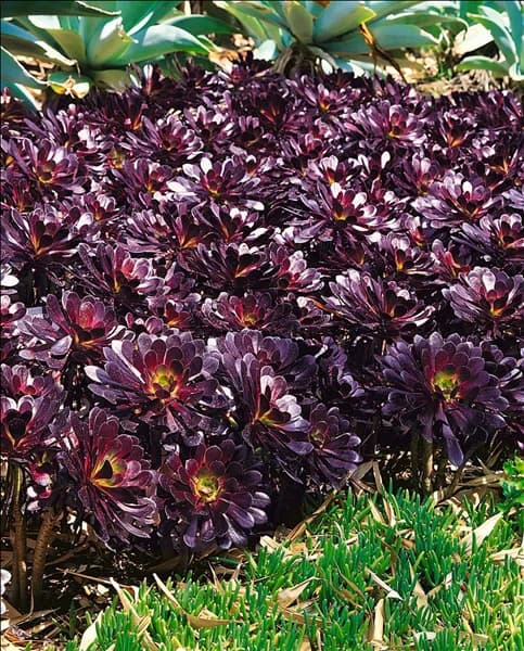 Aeonium arboreum Schwarzkopf