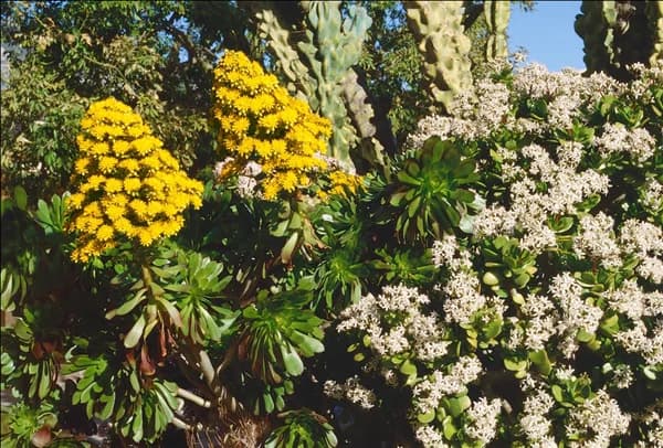 AEONIUM ARBOREUM