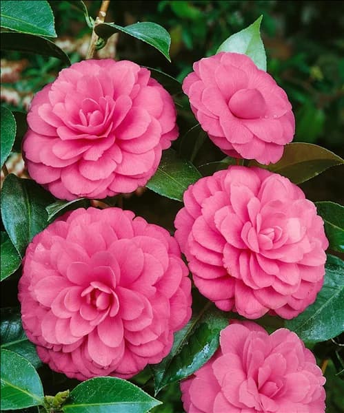 Camellia x williamsii Water Lily