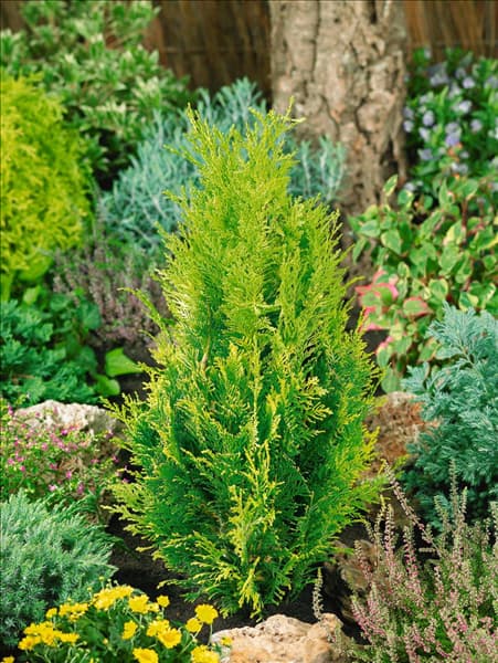Chamaecyparis lawsoniana Alumigold
