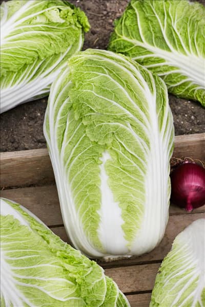 Brassica rapa subsp. pekinensis Bilko