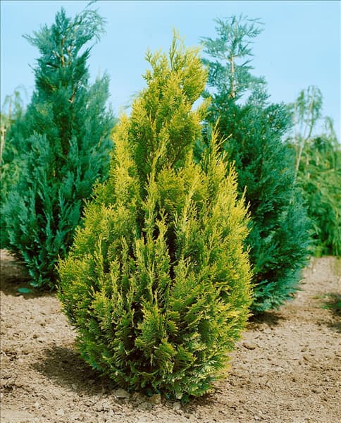 Chamaecyparis lawsoniana Alumigold