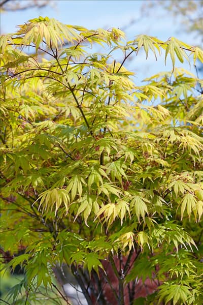 Acer palmatum Autumn Glory