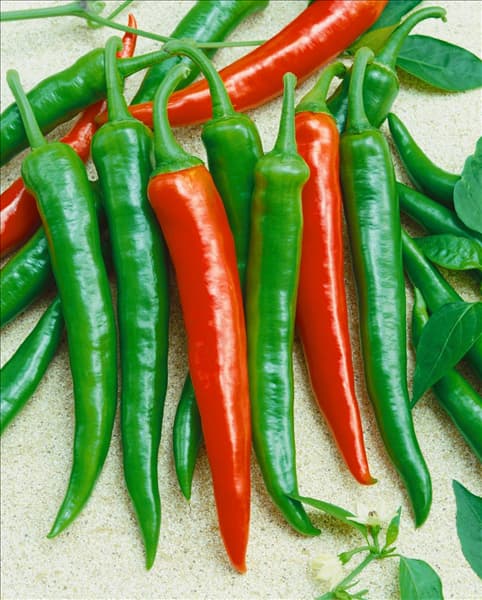 Peperoni / Capsicum annuum Longum-Grp. type Fuego