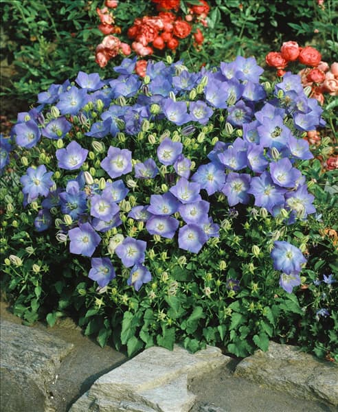 CAMPANULA CARPATICA