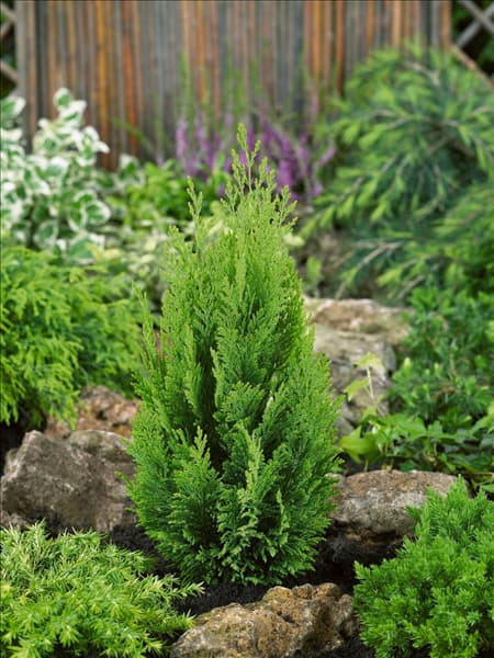 Chamaecyparis lawsoniana Ellwood's Empire