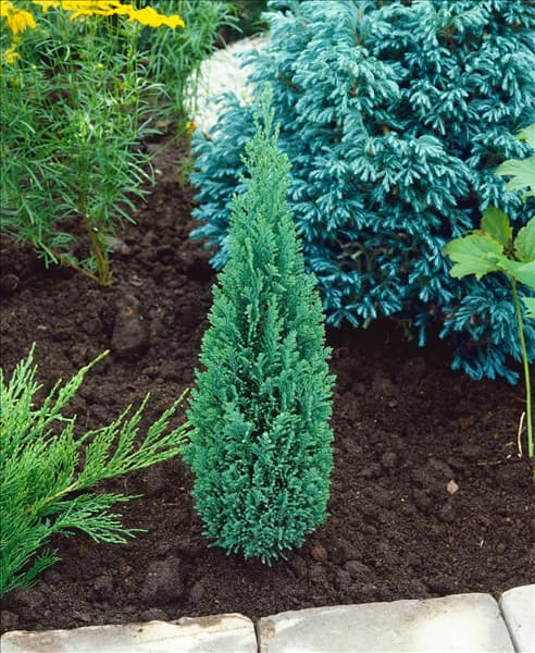 Chamaecyparis lawsoniana Ellwood's Pillar