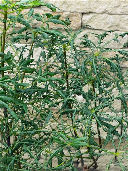 Aesculus hippocastanum Laciniata