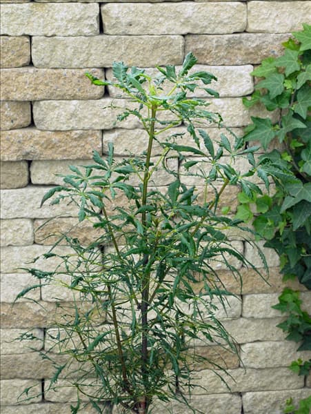 Aesculus hippocastanum Laciniata