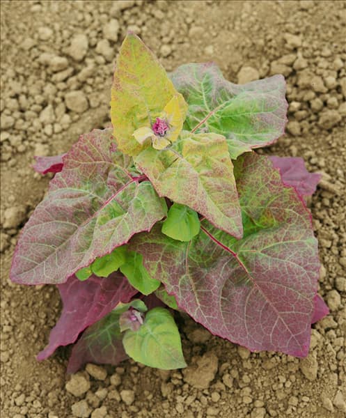 Gartanmelde / Atriplex hortensis