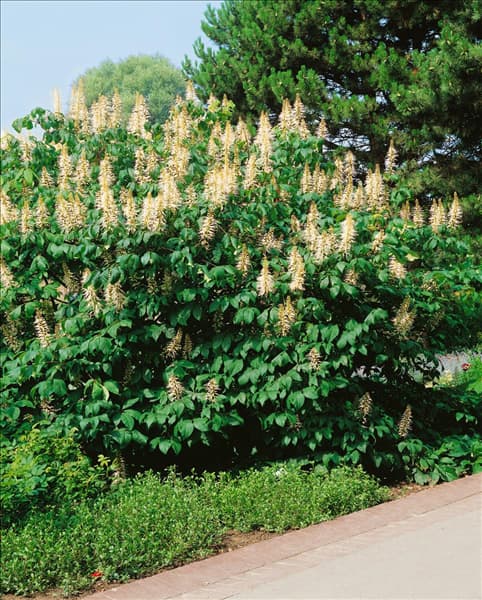 AESCULUS PARVIFLORA