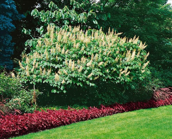 AESCULUS PARVIFLORA
