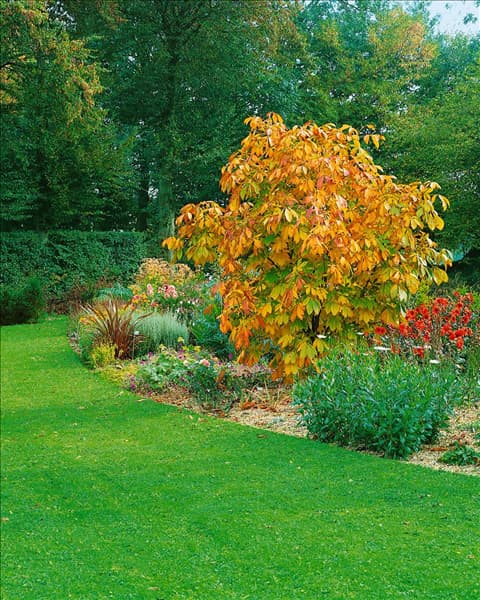 Aesculus parviflora / Herbst / autumn
