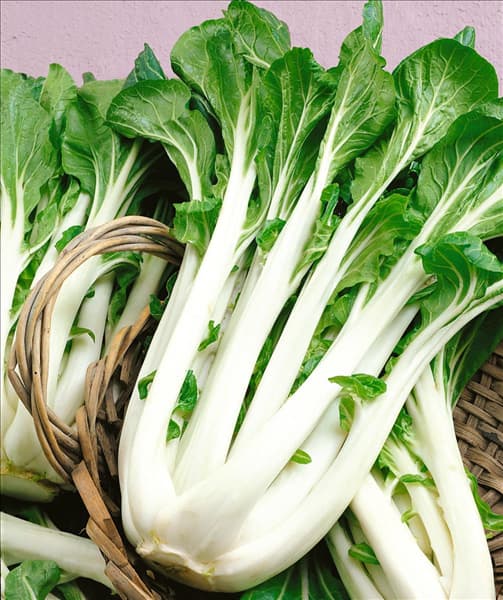 Pak-Choi / Brassica rapa ssp.chinensis Kwang Moon
