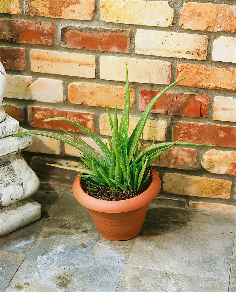 Aloe vera barbadensis miller 'Sweet' Aloe vera 'Sweet'