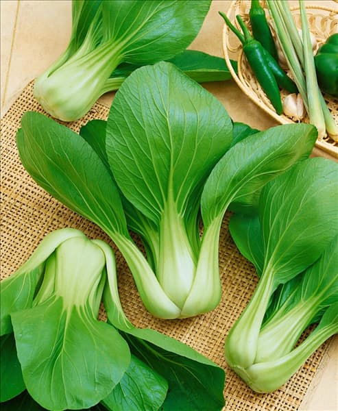 Pak-Choi / Brassica rapa ssp.chinensis