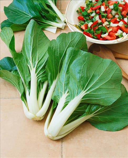 Pak-Choi / Brassica rapa ssp.chinensis