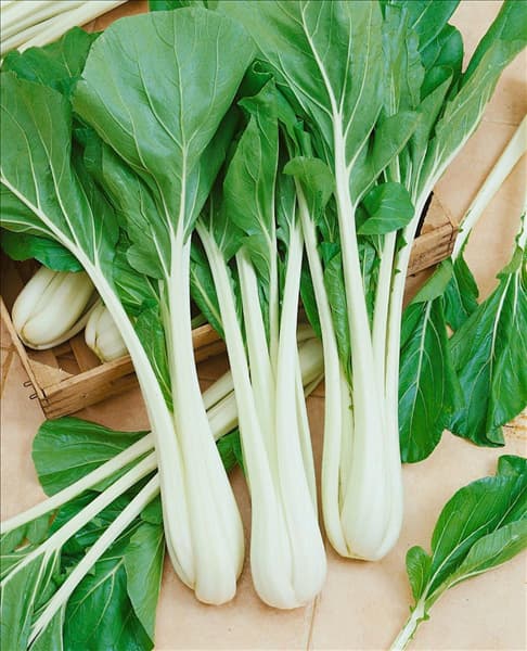 Pak-Choi / Brassica rapa ssp.chinensis