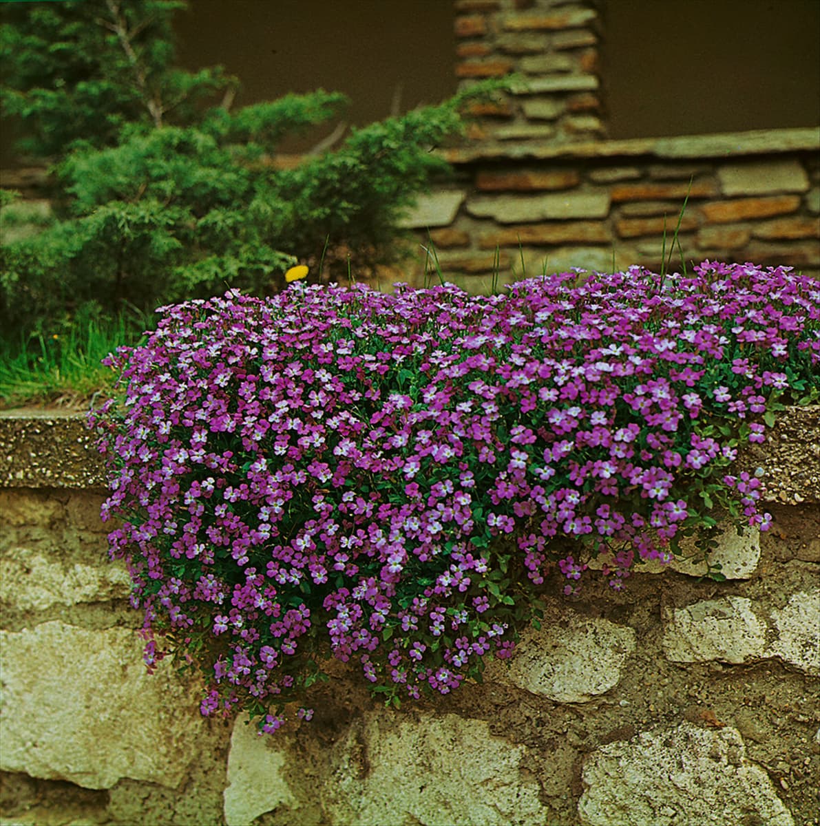Aubrieta deltoidea blue