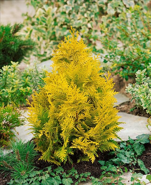 Chamaecyparis lawsoniana Yvonne