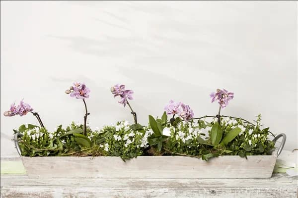 Campanula portenschlagiana