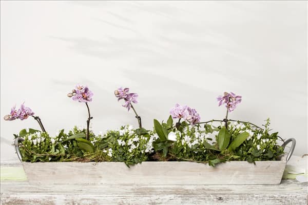 Campanula portenschlagiana
