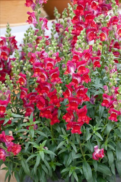 Antirrhinum Arrow ™ Red Yellow Bicolor