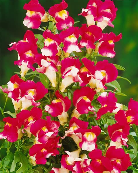 ANTIRRHINUM MAJUS BICOLOR (ZWEIFARBIG)