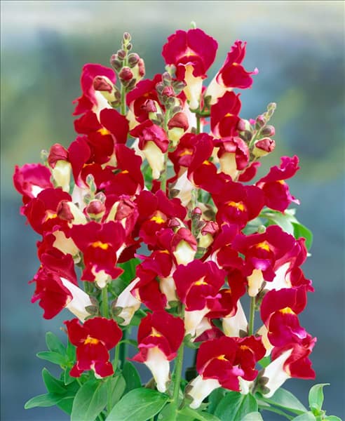 ANTIRRHINUM MAJUS BICOLOR / LILAC