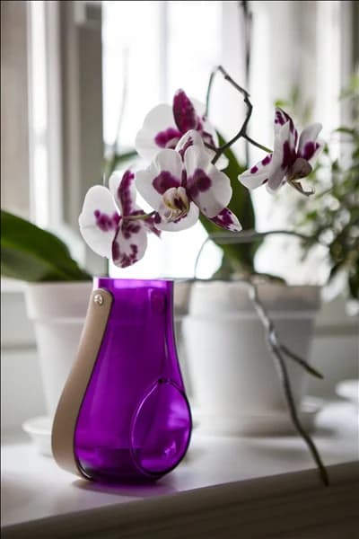 Phalaenopsis