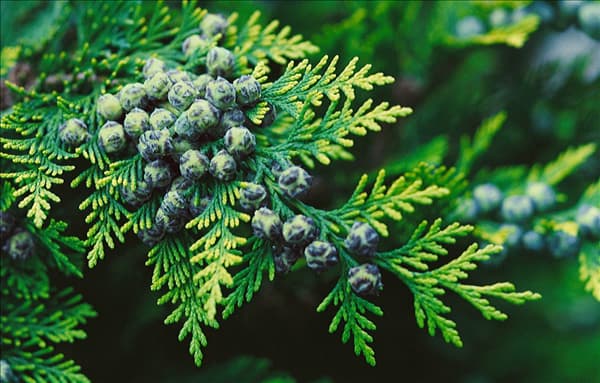 Chamaecyparis lawsoniana / Früchte