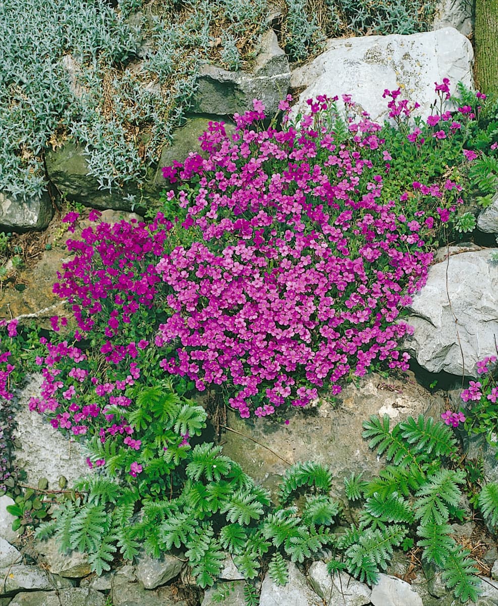 Aubrieta Hybriden purple