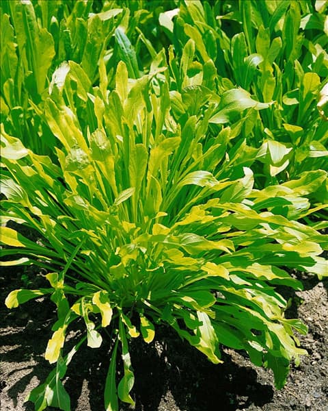 Brassica rapa subsp. nipposinica Mibuna Early
